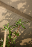 Salvia coahuilensis RCP3-2014 60.JPG